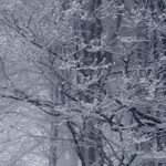 Woods in the winter.