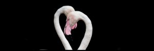 Flamingos with necks entwined to form a heart shape