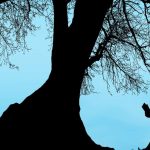 Silhouette of a woman sitting in a chair reading a book under a leafy tree