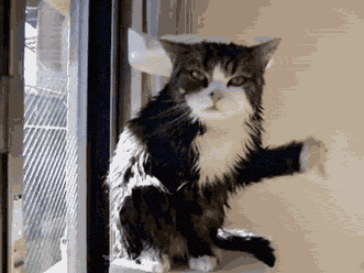 Gif of wet cat shaking off water.